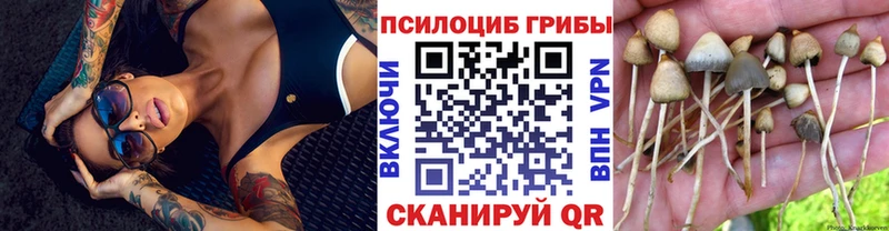 кракен tor  где найти наркотики  Кореновск  Псилоцибиновые грибы Psilocybe 